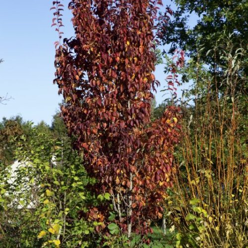Prunus hillierii Spire, H