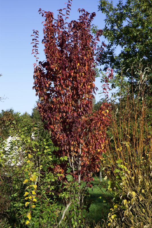 Prunus hillierii Spire, H