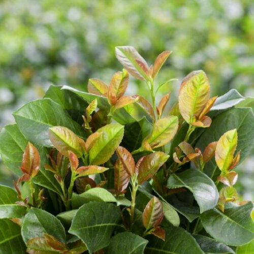 Prunus laurocerasus Etna