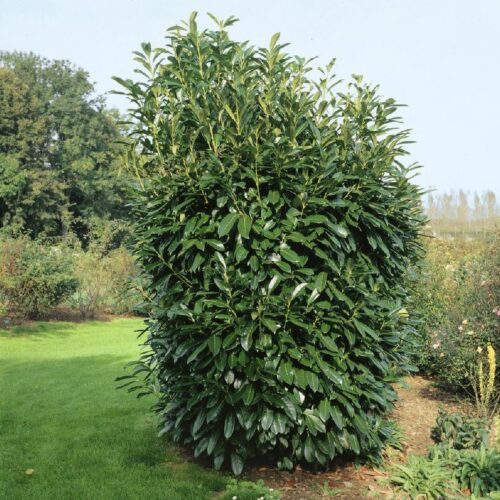 Prunus laurocerasus Caucasica