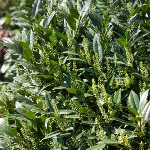 Prunus laurocerasus Otto Luyken