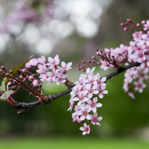 Prunus padus Coloratus, H
