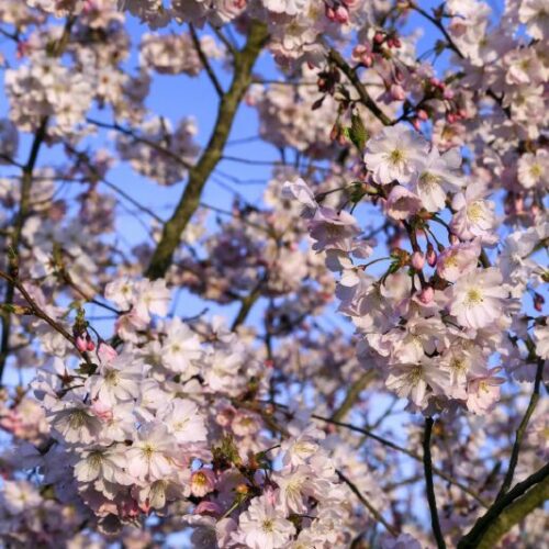 Prunus shubhirtella Accolade