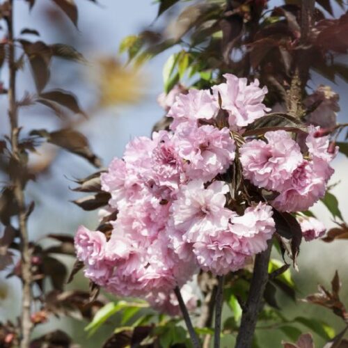 Prunus serrulata Royal Burgoundii