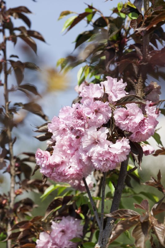 Prunus serrulata Royal Burgoundii