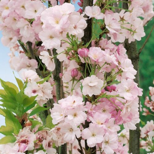 Prunus serrulata Amanogawa
