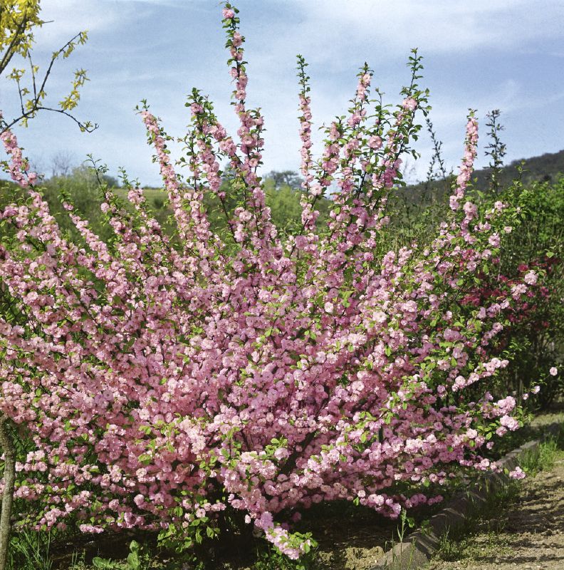 Prunus triloba
