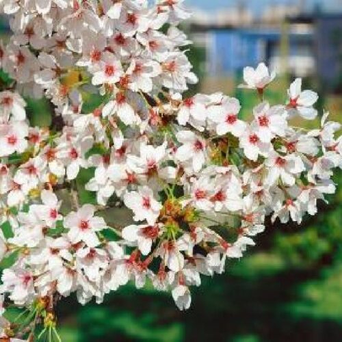 Prunus yedoensis, H