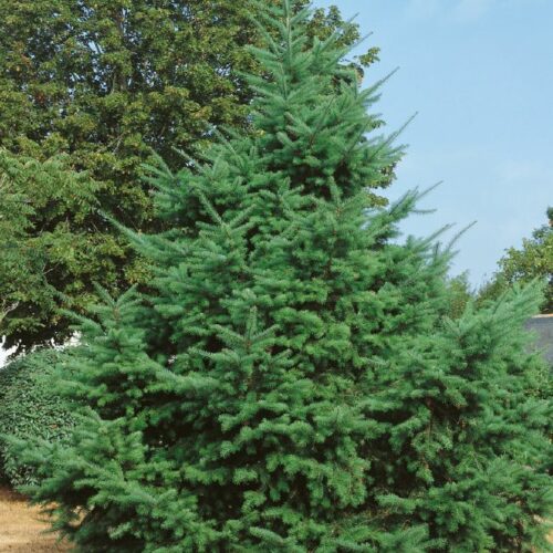 Pseudotsuga menziesii