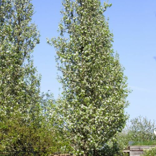 Pyrus calleryana Chanticleer, H