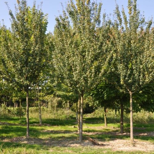 Pyrus communis Beech Hill, H