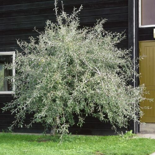 Pyrus salicifolia Pendula