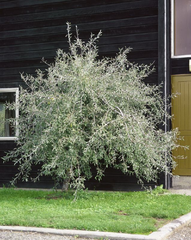 Pyrus salicifolia Pendula