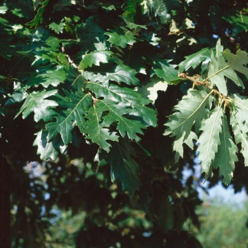 Quercus cerris