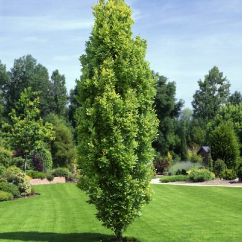 Quercus robur Fastigiata