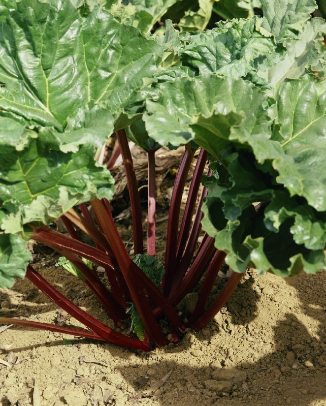 Rhabarber Verbesserte Königin Viktoria