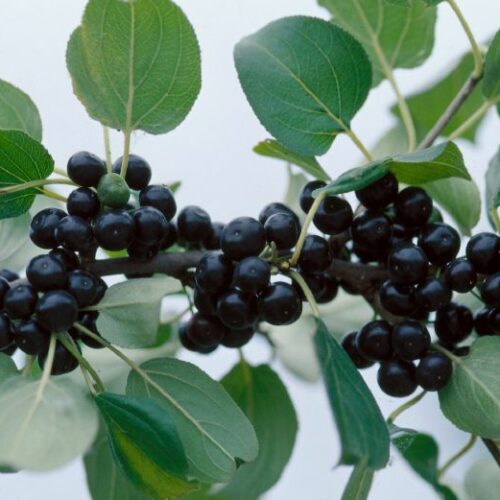Rhamnus catharticus