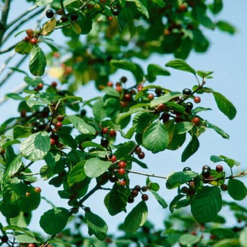 Rhamnus frangula