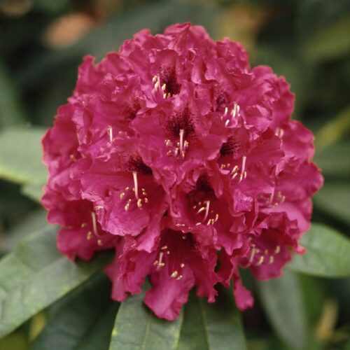 Rhododendron Hybr. Nova Zembla