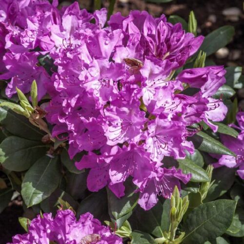 Rhododendron Hybr. Roseum Elegans