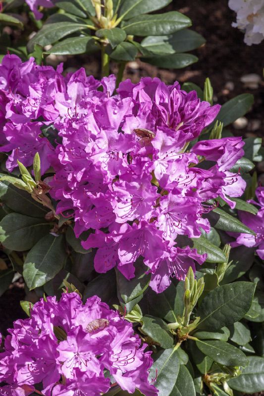 Rhododendron Hybr. Roseum Elegans