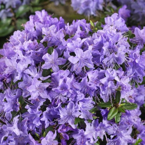 Rhododendron impeditum Blue Tit