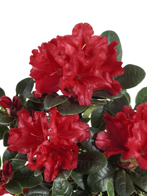 Rhododendron repens Scarlet Wonder .