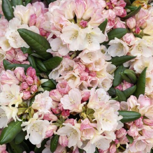 Rhododendron Yakushimanum