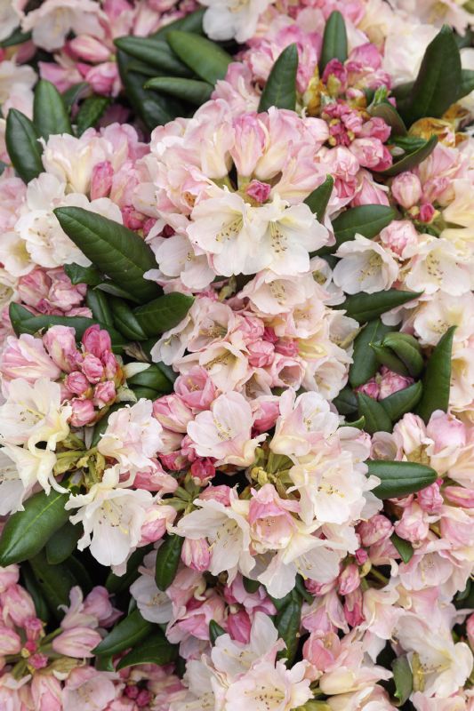 Rhododendron Yakushimanum