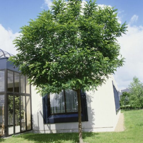 Robinia pseudoacacia Bessoniana, H