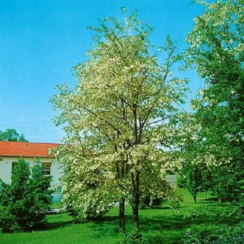 Robinia pseudoacacia Monophylla, H