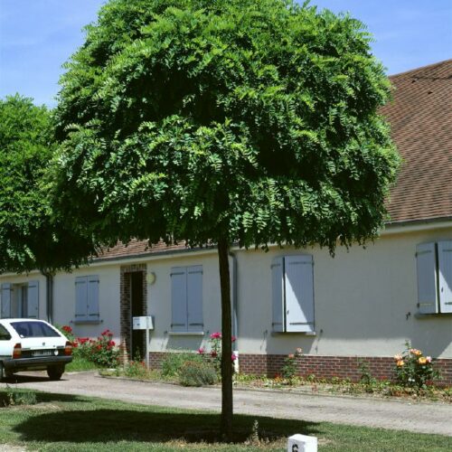 Robinia pseudoacacia Umbraculifera, H