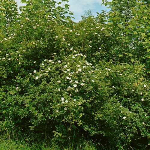Rosa canina