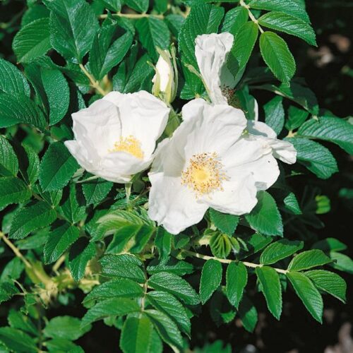 Rosa rugosa Alba