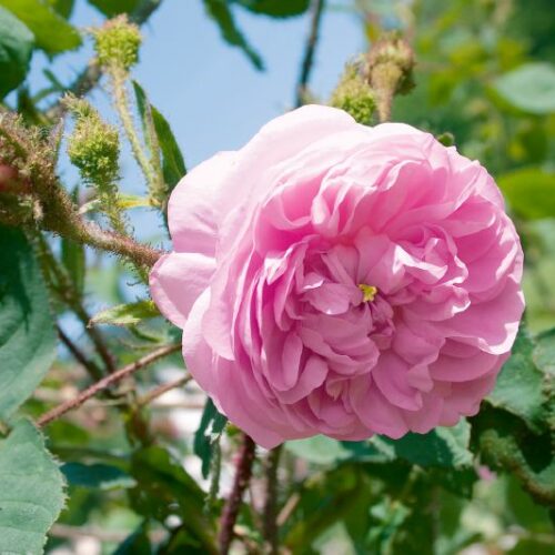 Rose centifolia muscosa