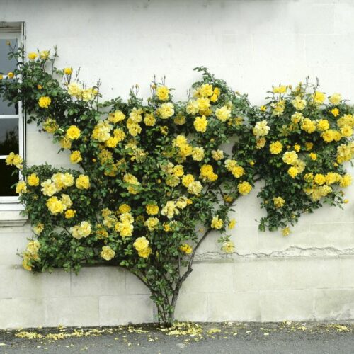 Rose Golden Showers-R-