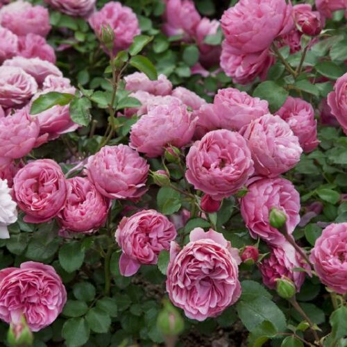 Rose Leonardo da Vinci