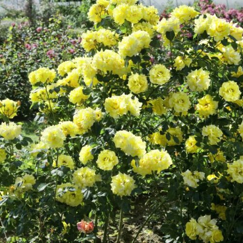 Rose Lichtkönigin Lucia