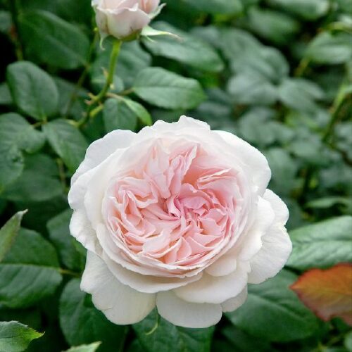 Rose Sebastian Kneipp