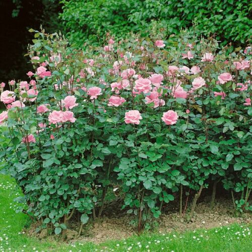 Rose The Queen Elizabeth Rose