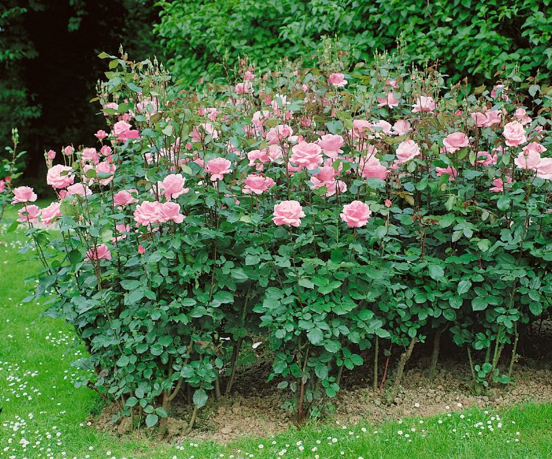 Rose The Queen Elizabeth Rose