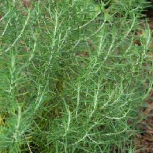 Rosmarinus officinalis