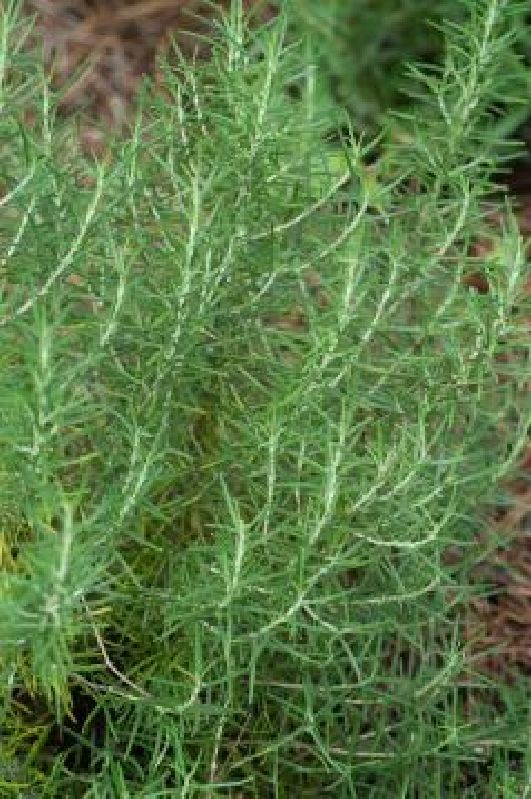 Rosmarinus officinalis