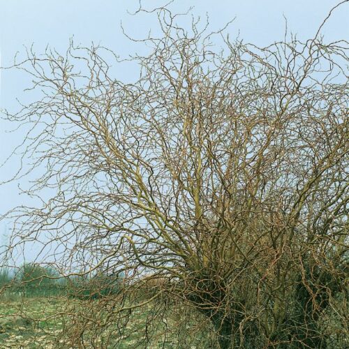 Salix erythroflexuosa