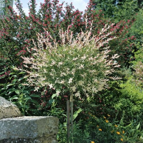 Salix integra Hakuro Nishiki