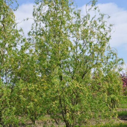 Salix matsudana Tortuosa