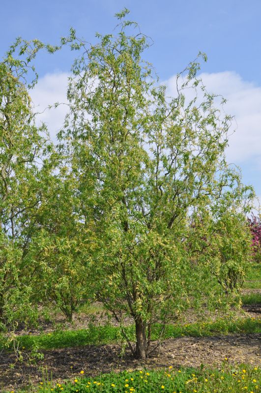 Salix matsudana Tortuosa