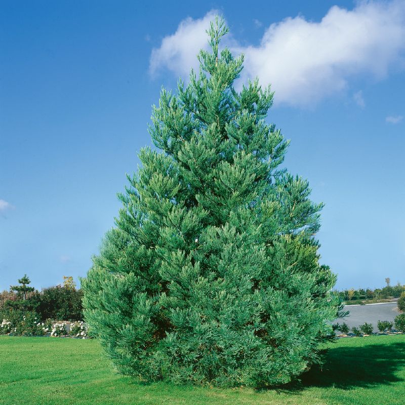 Sequoiadendron giganteum