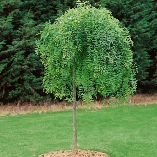 Sophora japonica Pendula, H