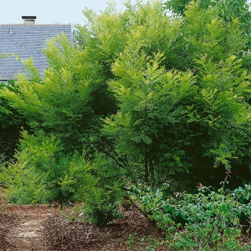 Sophora japonica Regent, H